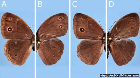 Comparison of surface wing patterns in Bicyclus anynana (c) Kathleen Prudic and Antonia Monteiro A.